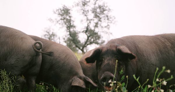Foto: Cerdos ibéricos en una dehesa. (DO Jabugo)