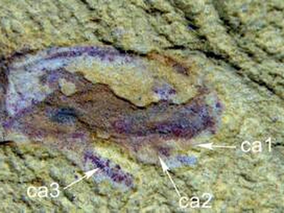 Foto: Cabeza fosilizada del espécimen de 1984 de Cardiodictyon catenulum (NICHOLAS STRAUSFELD para Science.org)