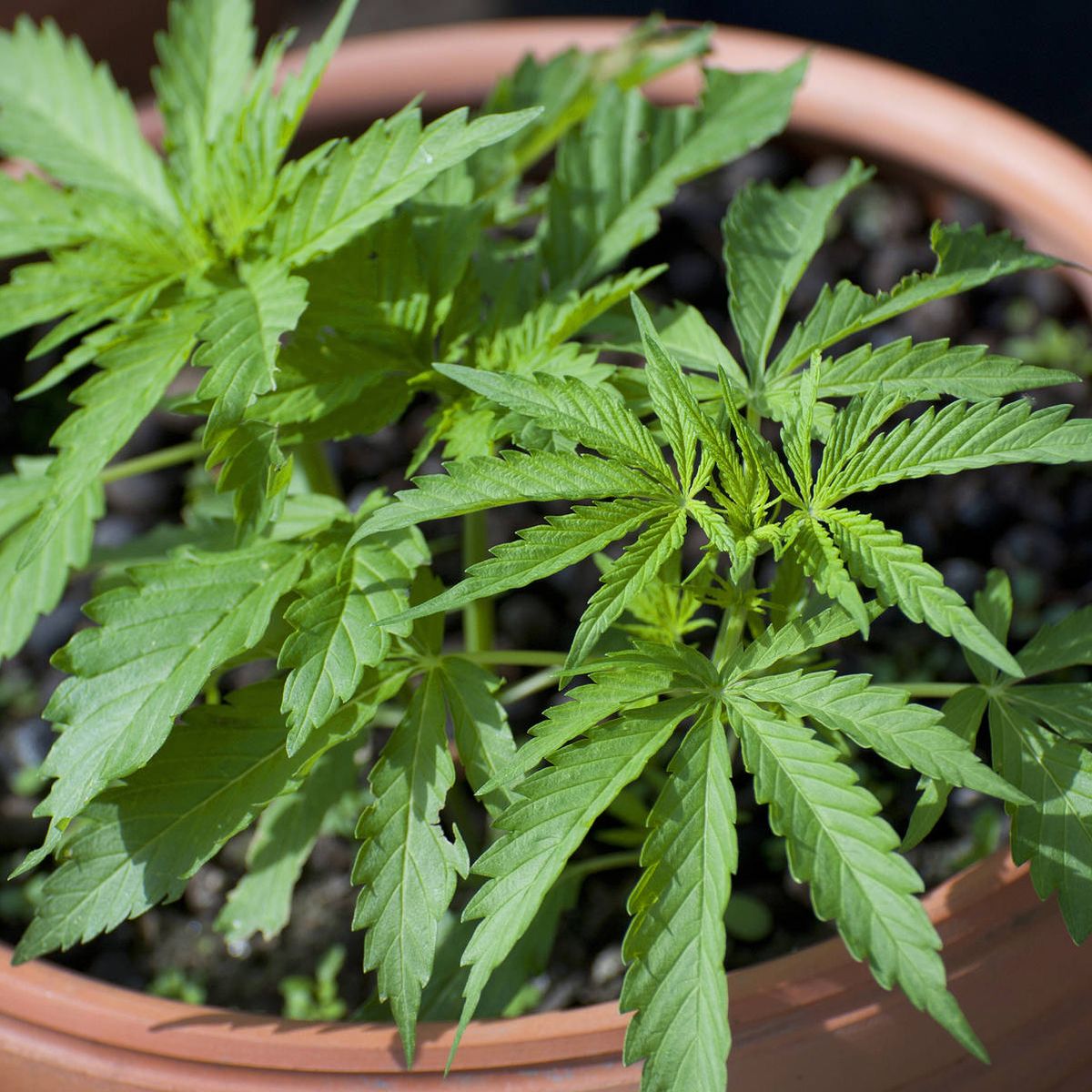 El increíble vídeo que muestra como crece una planta de marihuana en  'timelapse'