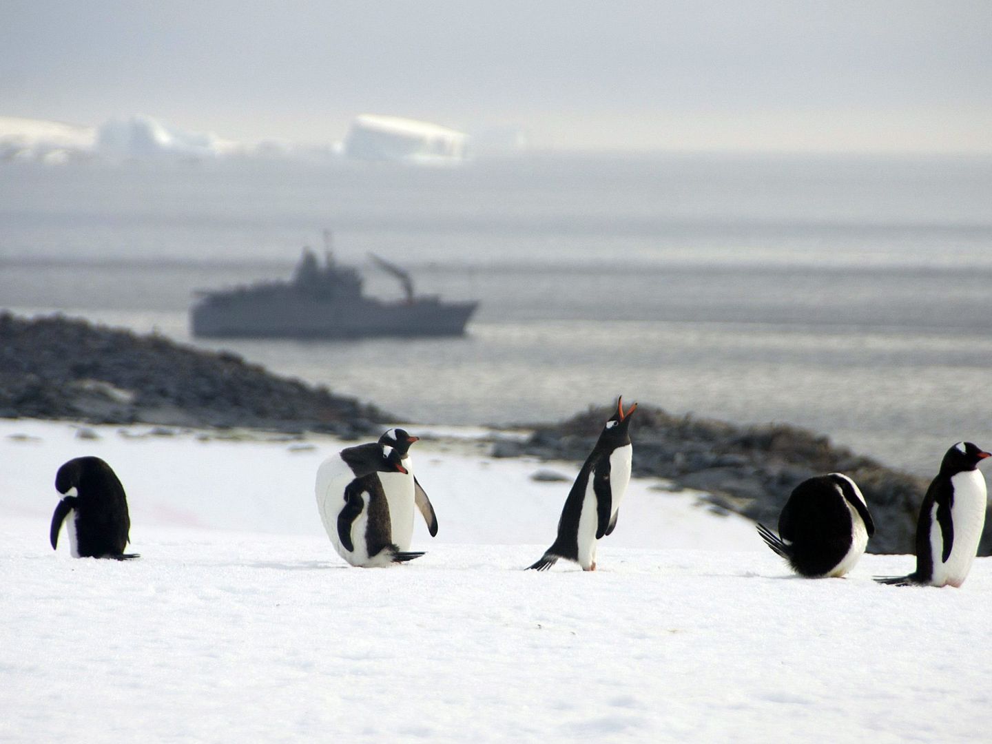 Pingüinos en el Círculo Polar Antártico. (EFE/Alejandro Vejar)