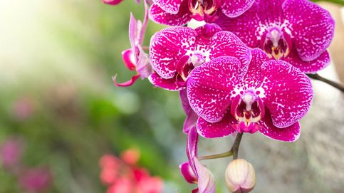 Se ha descubierto una nueva especie de orquídea en Japón, y sus pétalos parecen de vidrio