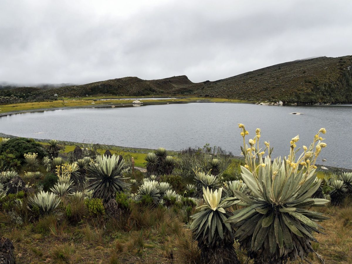 Foto: Colombia se pone ante el desafío de proteger su enorme biodiversidad. (EFE)