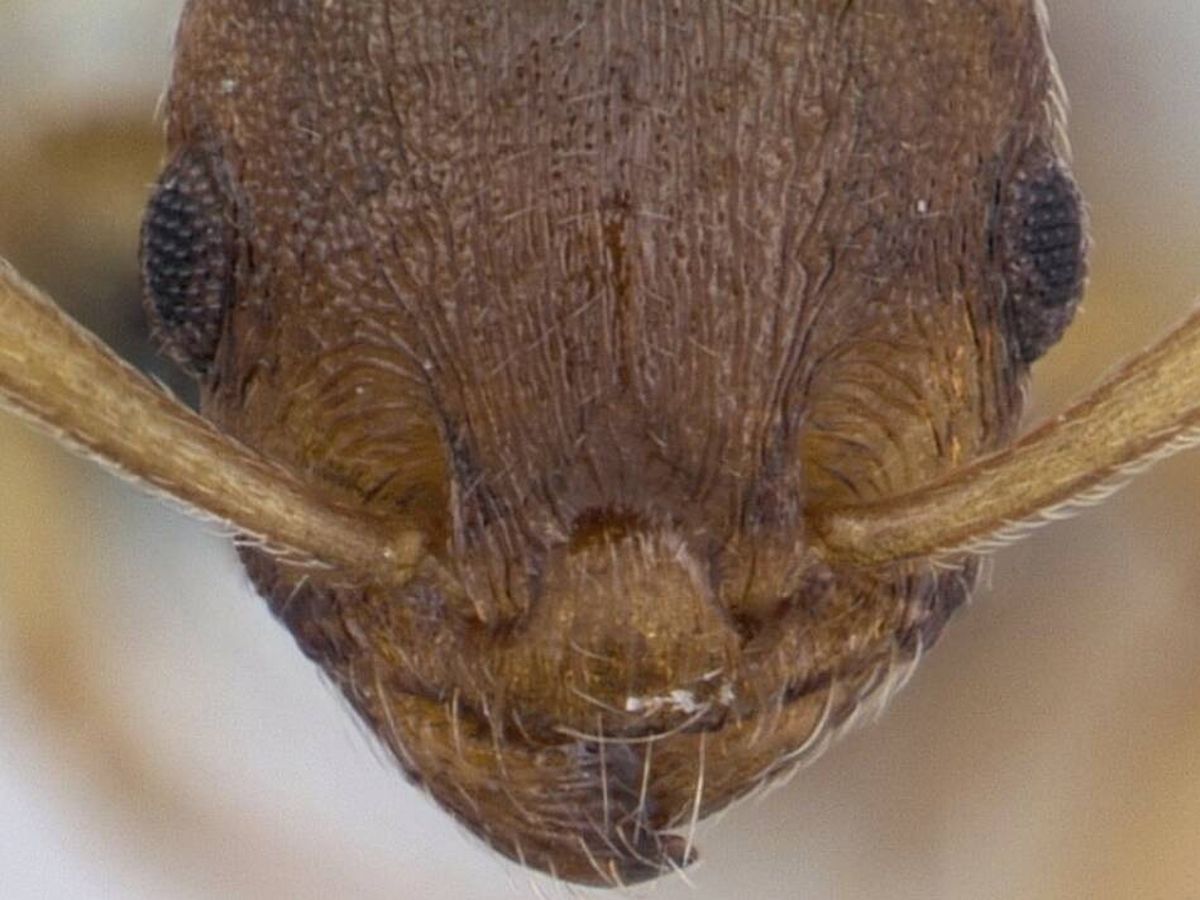 Parasita aumenta a expectativa de vida de formigas operárias para níveis próximos aos das rainhas
