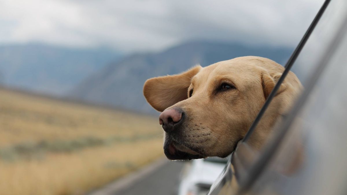 La Guardia Civil alerta: esto es lo que podría pasarle a tu perro si lo llevas suelto en el coche 