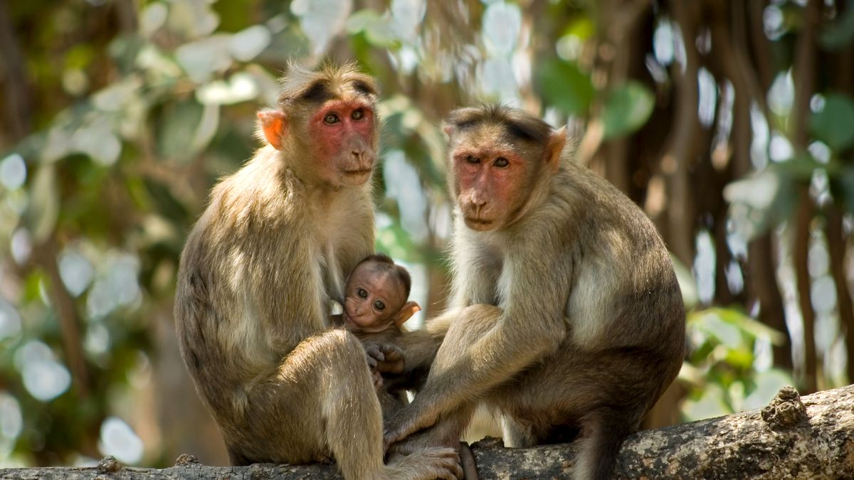 Científicos chinos han implantado genes humanos en el cerebro de los monos
