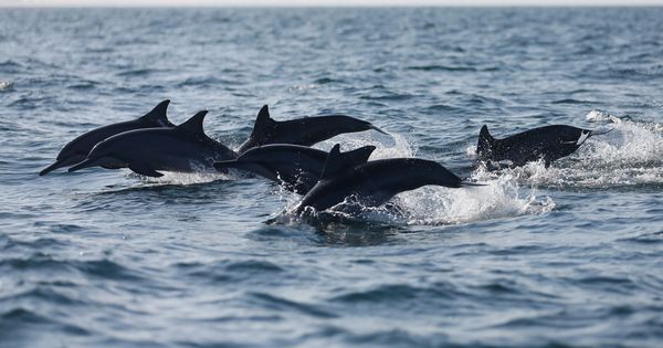 Foto: Nadar con delfines es una de las actividades más demandadas por los turistas (Reuters/Dinuka Liyanawatte)