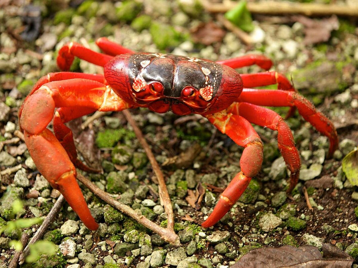 Millones de cangrejos rojos cruzan la Isla de Navidad en su migración al mar