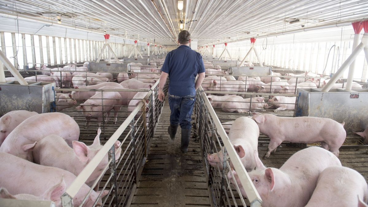 El pueblo que teme gastar seis veces más agua en cerdos que en sus vecinos