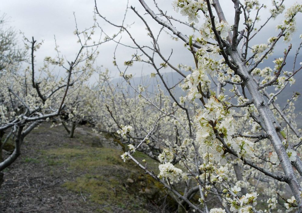 Foto: Floración del cerezo en el valle del Jerte (EFE)