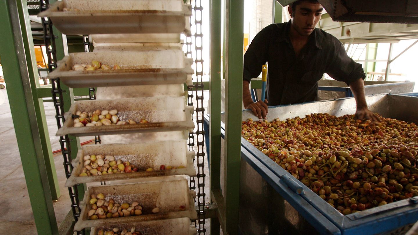 Un trabajador procesa pistachos en Rafsanyán, Irán, el gran productor junto a EEUU. (Reuters)