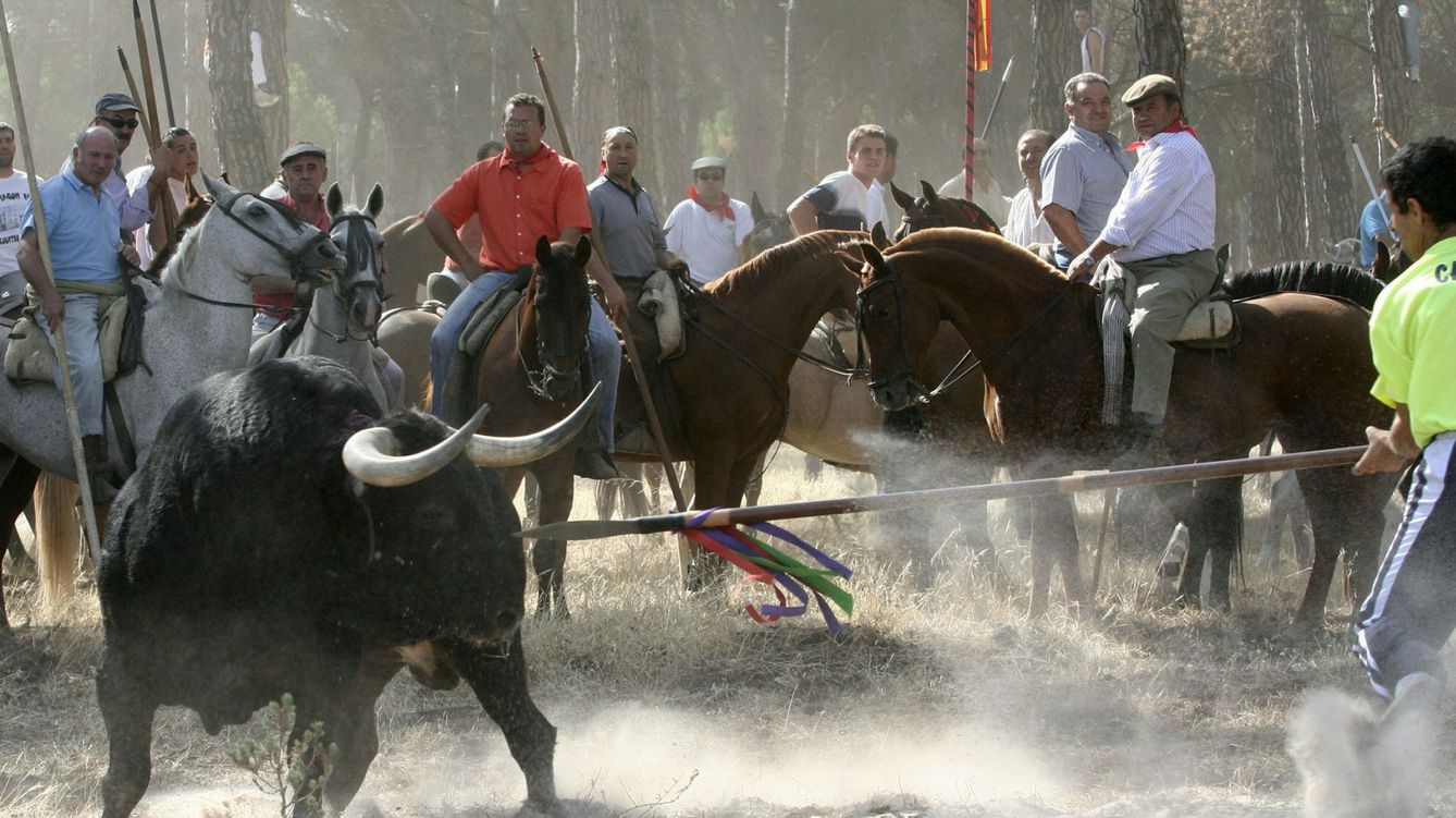 Foto: Un astado es alanceado en un festejo del Toro de la Vega. (EFE)