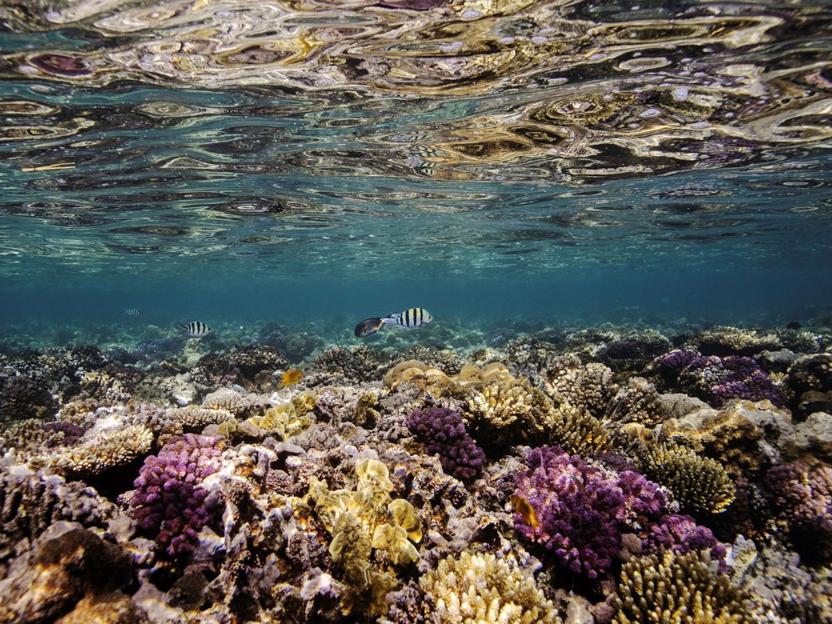 Foto: Arrecife de coral en el Mar Rojo. Foto: Reuters