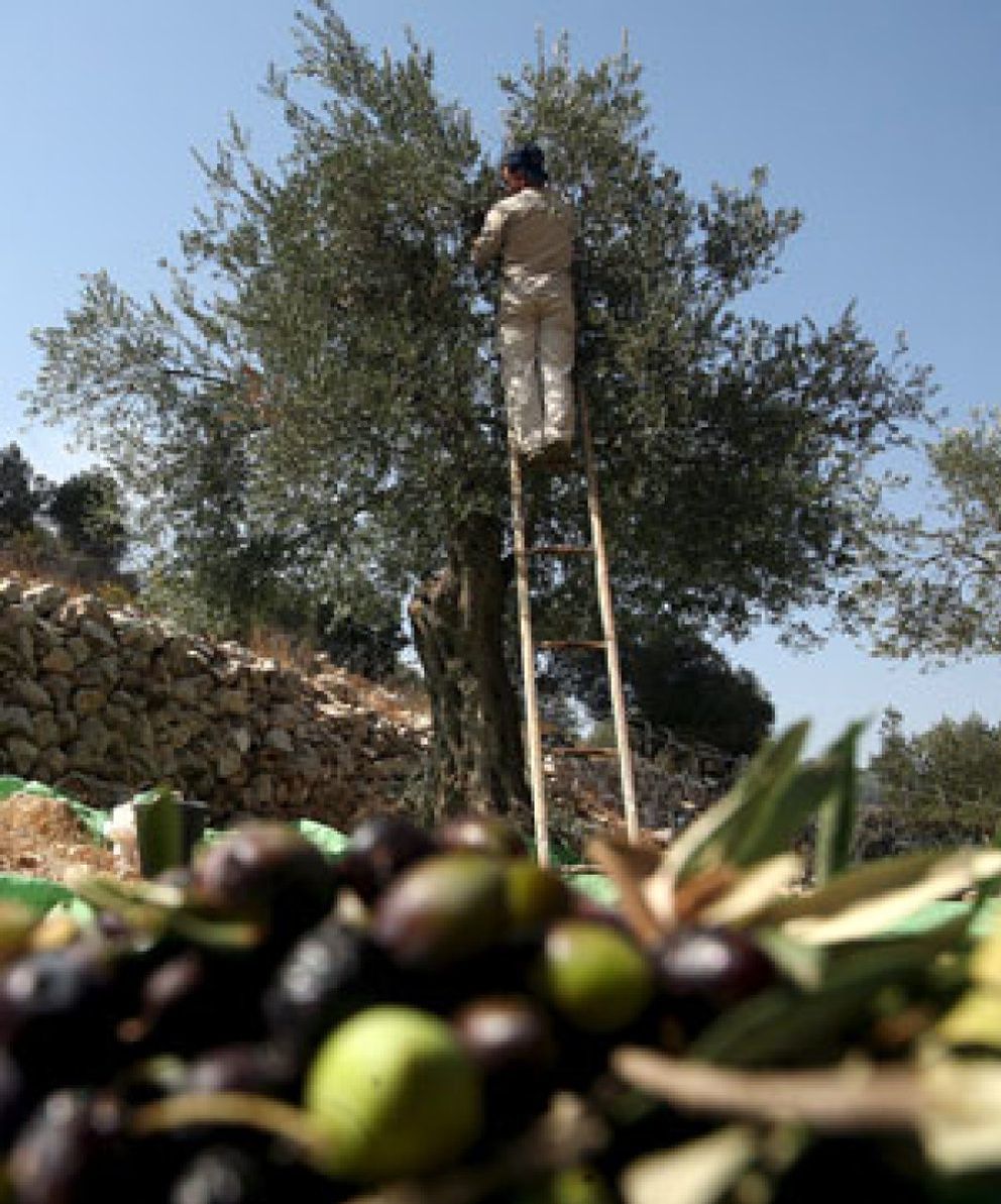 Foto: Otro año de pérdidas millonarias para los olivareros españoles
