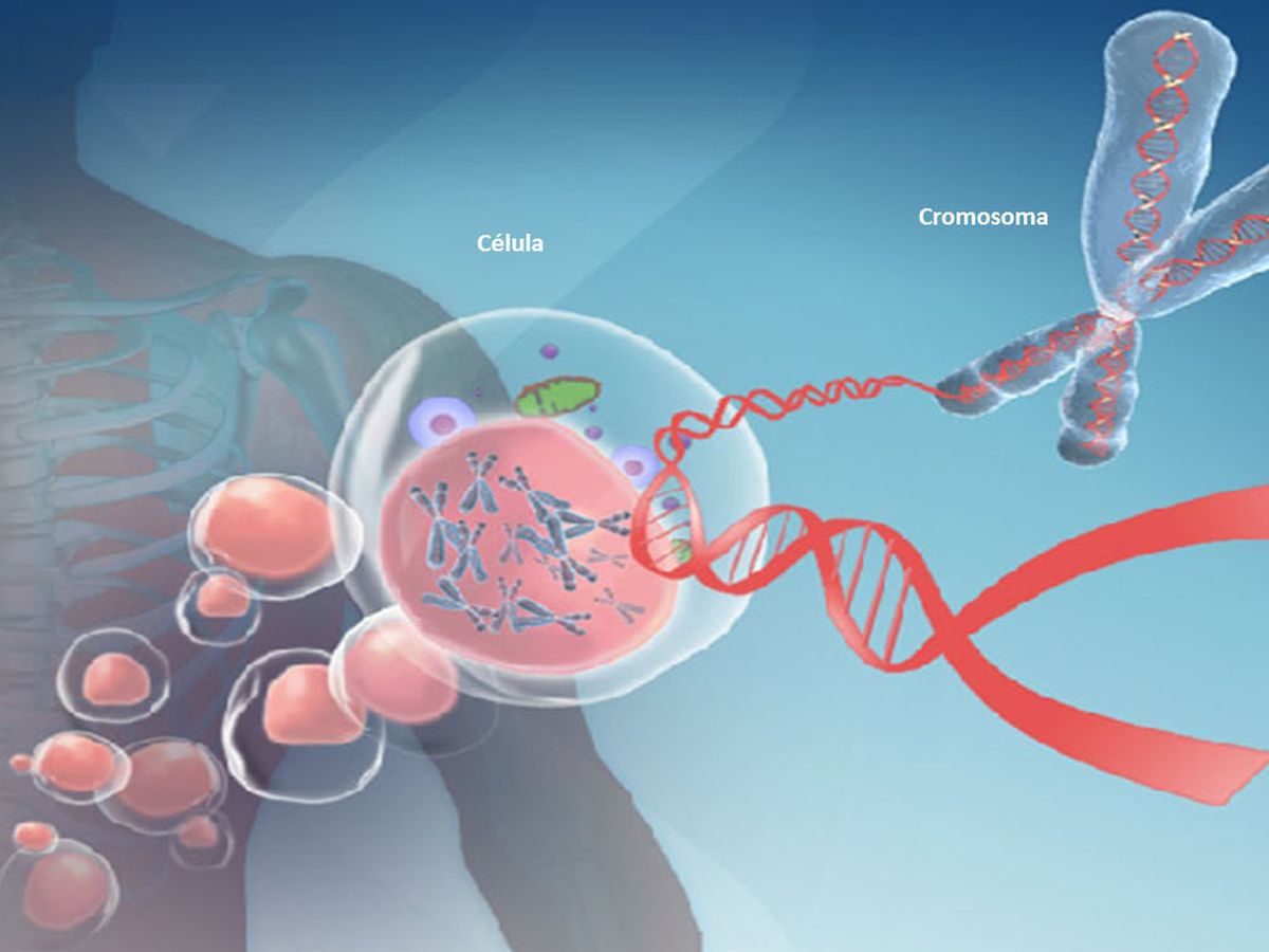 Foto: Los telómeros son regiones de ADN ubicadas en los extremos de los cromosomas. (Life Length)
