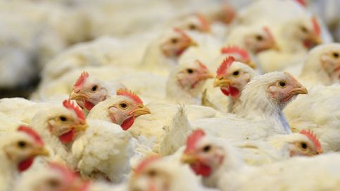 Expertos alertan de una variante de gripe aviar mucho más infecciosa: ¿está España en riesgo?