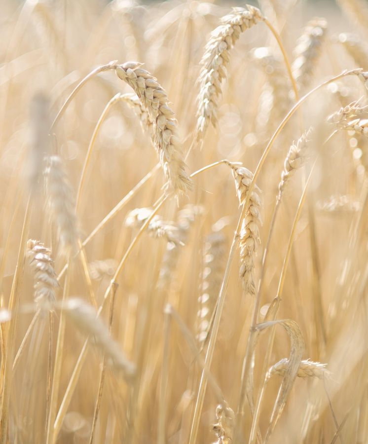 Foto: El trigo es mal aliado de los pacientes con enfermedad celiaca (Corbis)