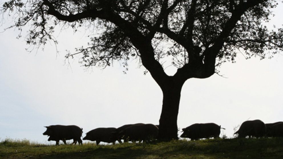 Foto: Fraude en el Ibérico: la legislación actual favorece a los cerdos cruzados