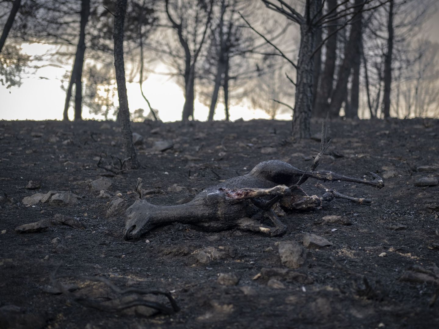 Un animal calcinado en el incendio forestal de la reserva de la sierra de la Culebra, Zamora. (EFE/Brais Lorenzo)