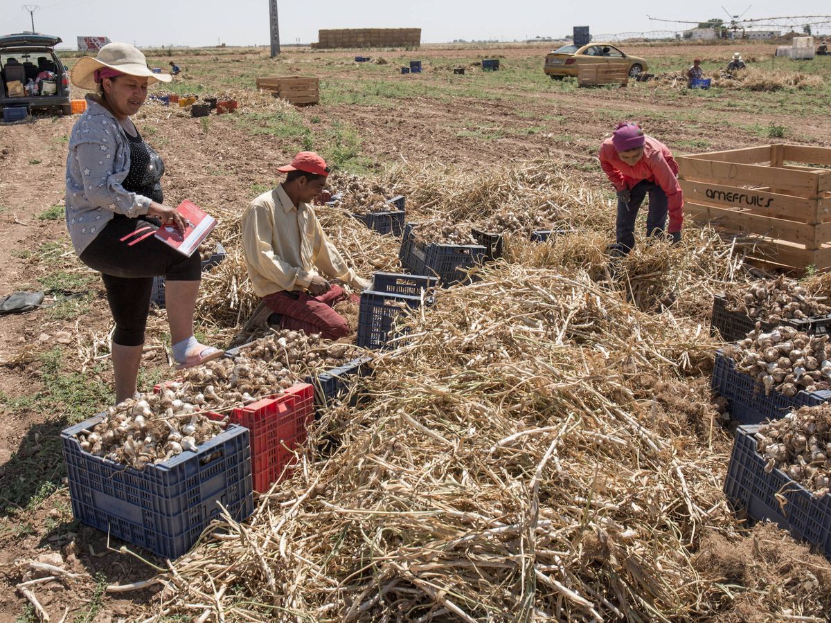 Foto: Temporeros rumanos en una plantación de ajos en Ciudad Real. (D.B.)