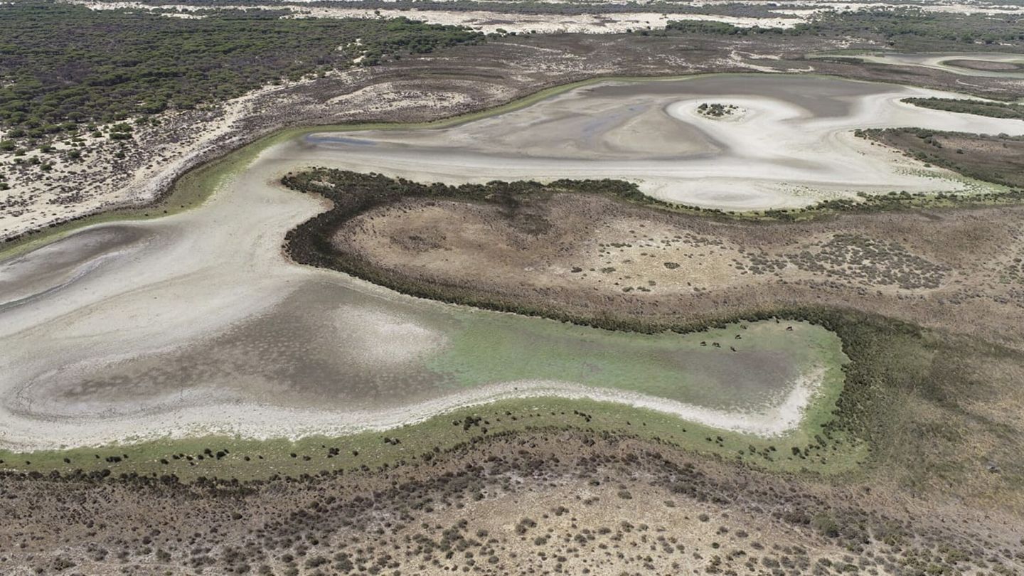 El acuífero de Doñana está entre los más afectados. (EBD/CSIC)