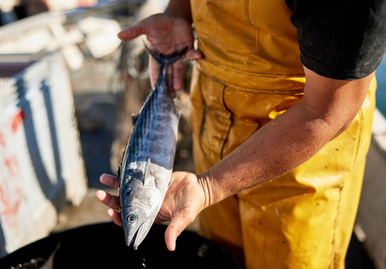 Comprar el pescado directamente a pescadores de confianza garantiza su frescura. (iStock)