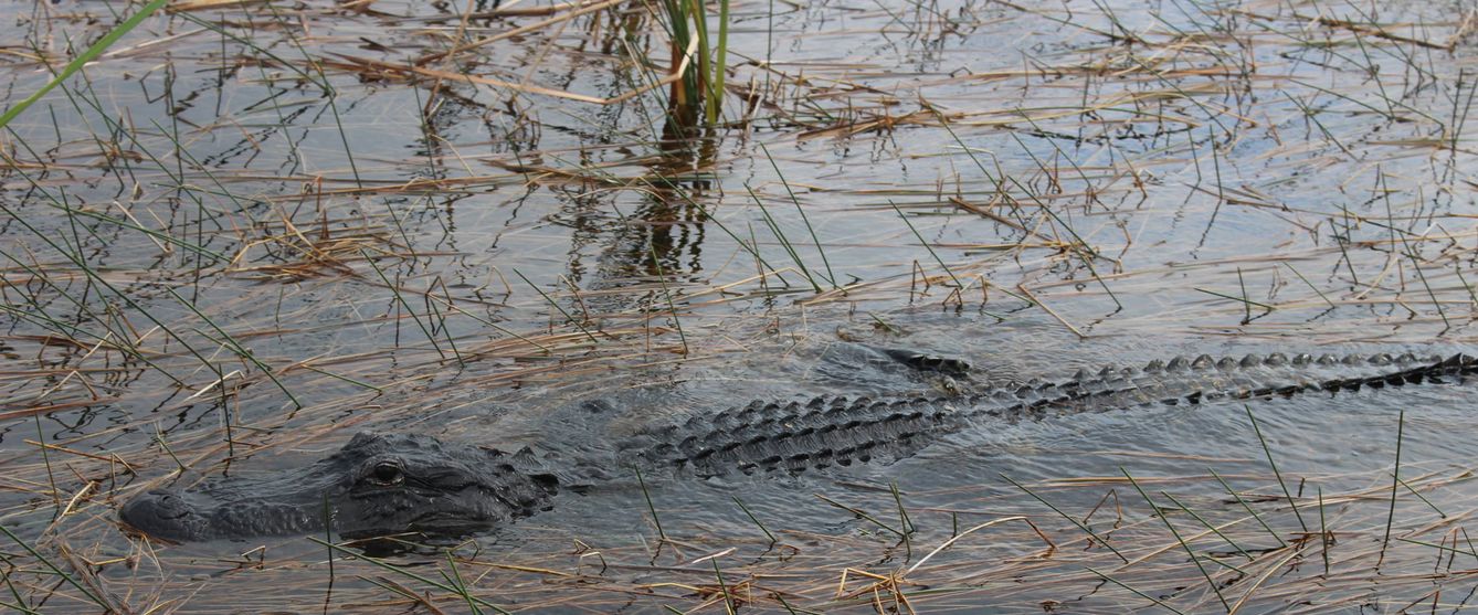 Un cocodrilo en el parque recreativo de Sawgrass, en Florida. (T.F.)
