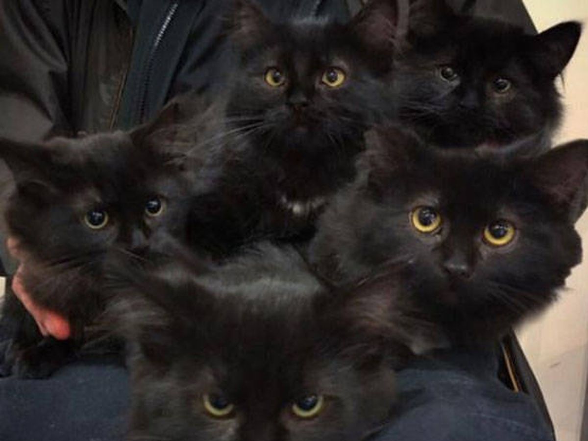 Foto: Los gatitos están listos para la adopción (Foto Facebook Chatons Orphelins Montréal)