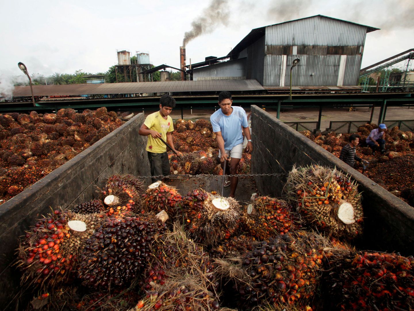 Plantaciones de aceite de Palma en Sumatra. (Foto: Reuters)