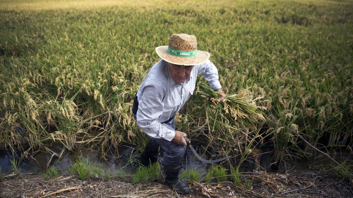 El reglamento de la UE que puede acabar con los históricos arrozales de la Albufera de Valencia