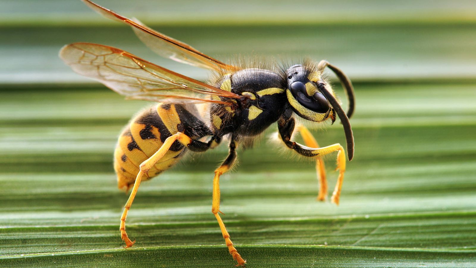 Foto: Las avispas tienen el cuerpo menos peludo que las abejas, que son de cuerpo marrón.