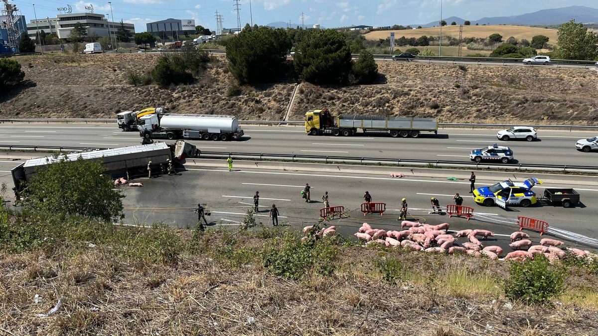Cortan una autopista en Barcelona por este accidente que deja a decenas de cerdos en medio de la carretera