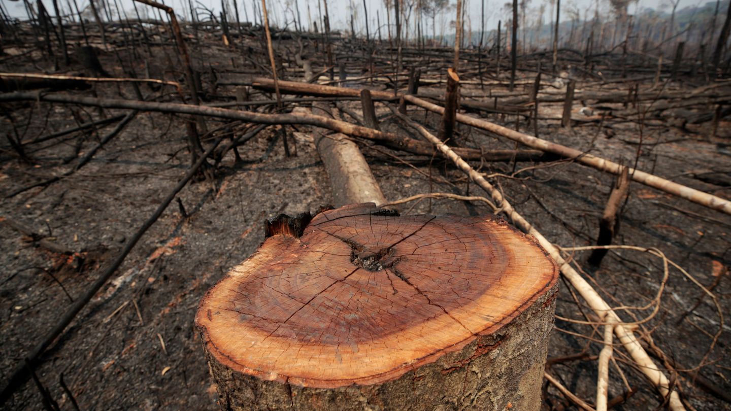 Bosques calcinados inundan miles de hectáreas en la Amazonia brasileña. (Reuters)