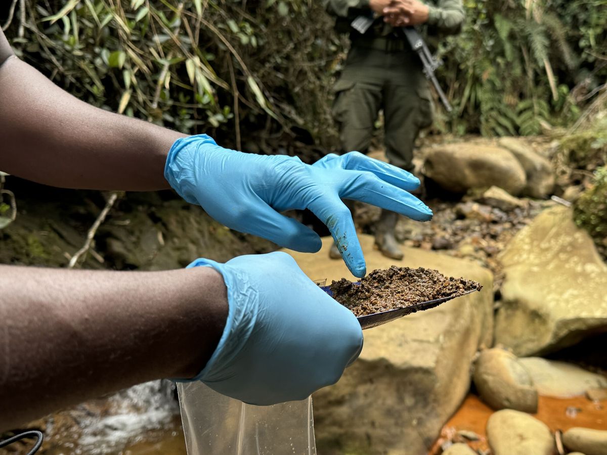 Florestas tropicais possuem potencial farmacêutico estimado em 628 bilhões de euros segundo estudo da ZCA