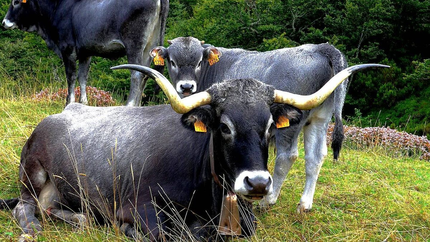 Vacas raza Tudanca