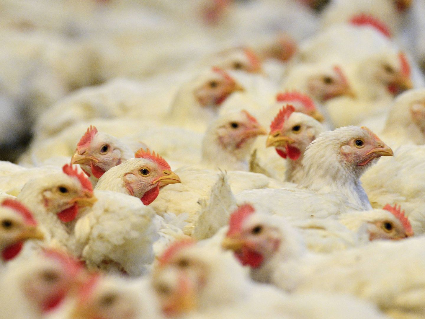 Uvesa, Avícola de Lleida y otras muchas empresas productoras de pollo están bajo la lupa de los inspectores. (EFE)