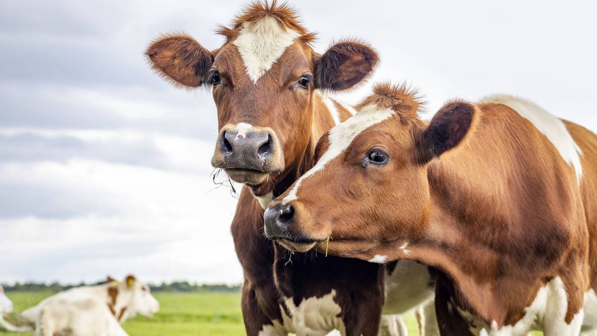 El acertijo matemático de las vacas que se ha vuelto viral: ¿eres capaz de resolverlo?