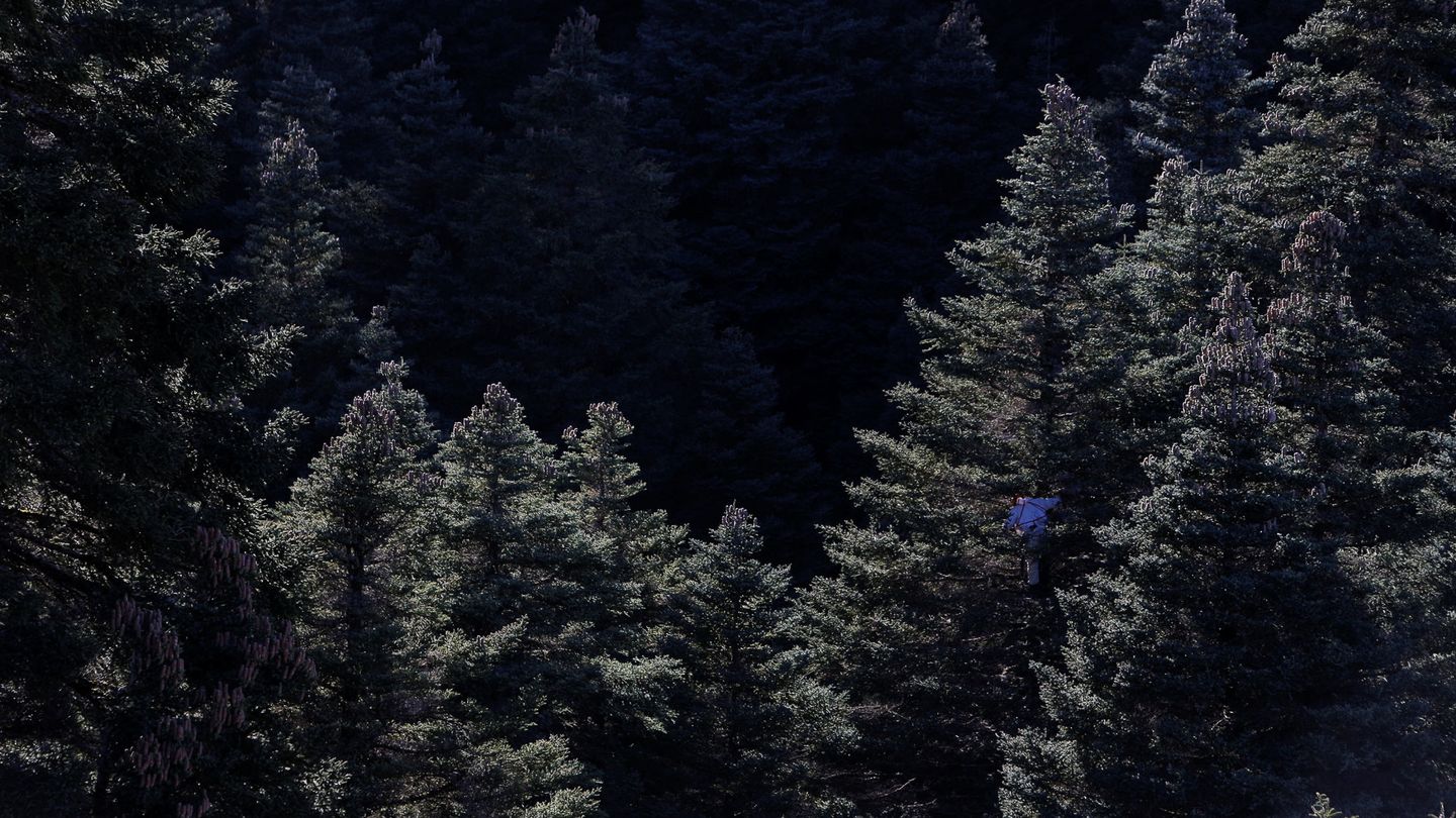 Recolección de piñas de pinsapo en la Sierra de las Nieves. (Reuters)