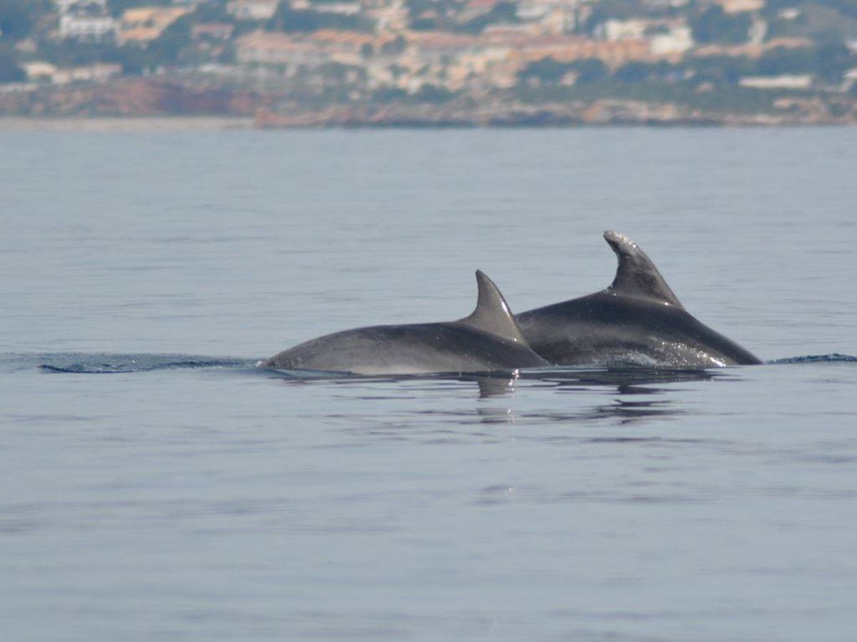 Foto: Delfines mulares en aguas de Murcia (Pedro García/ANSE)