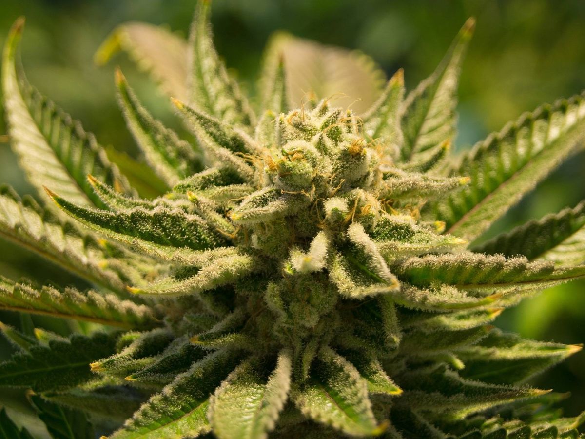 Foto: Imagen de una planta de 'cannabis'. (Pixabay)