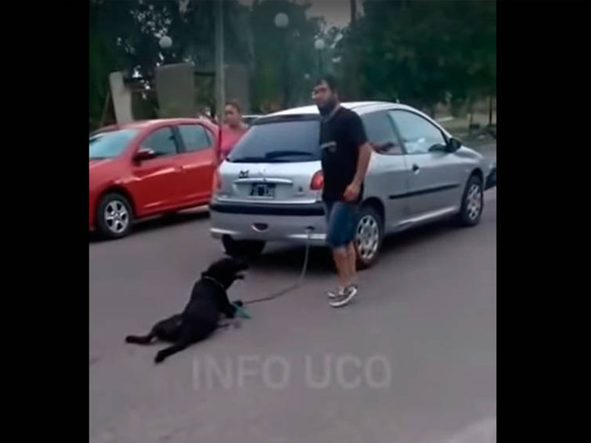 Foto: El perro sufrió heridas en el lomo y las patas tras ser arrastrado (YouTube)