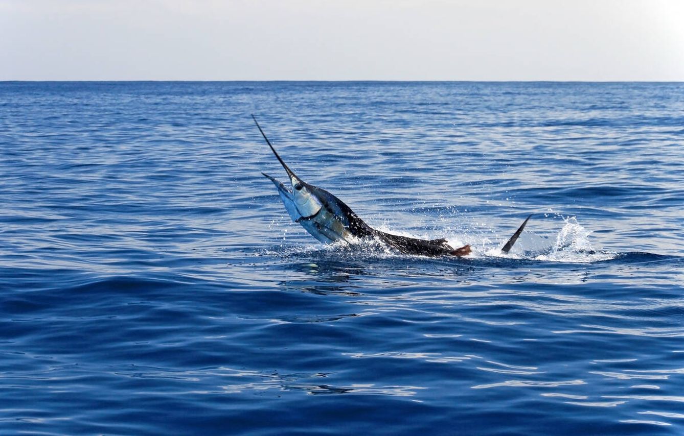 El pez espada es uno de los más contaminados por mercurio. (iStock)
