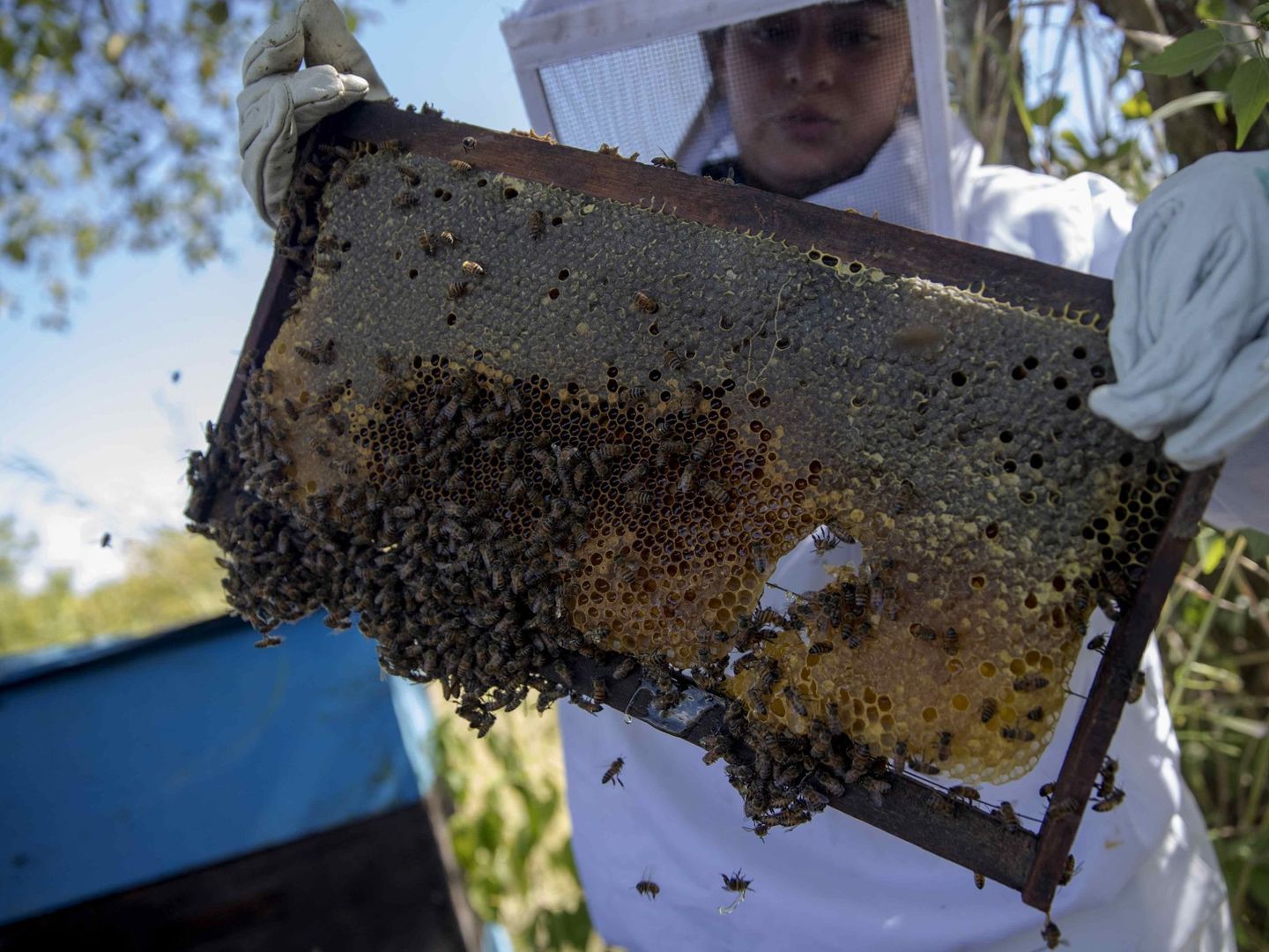 Las abejas son las principales víctimas de esta avispa. Foto: EFE  Jorge Torres