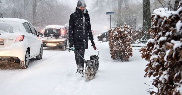 Foto: Las personas andan unos 1500 kilómetros al año con sus perros, aunque haga frío (EFE/Henning Bagger)