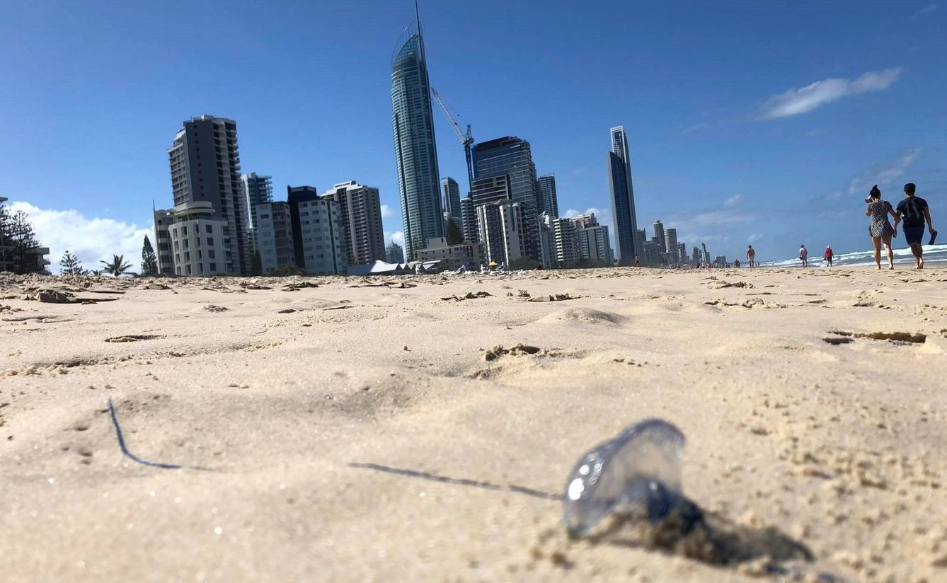 Una carabela portuguesa (falsa medusa) en una playa de Australia (Reuters)