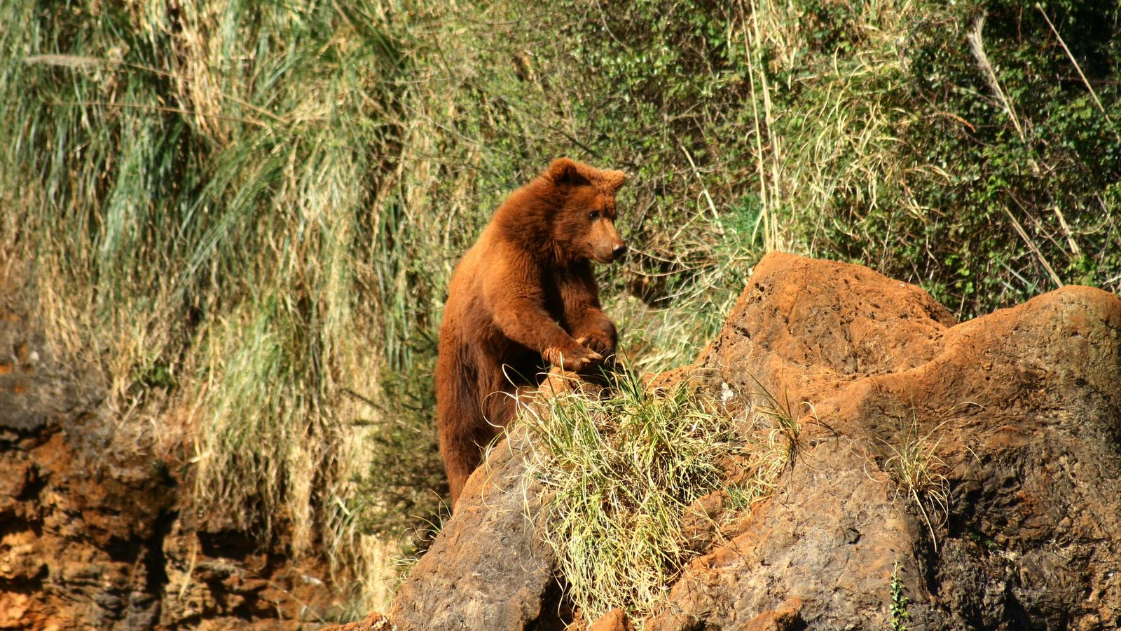 Foto: Un oso en el Parque de la Naturaleza de Cabárceno.