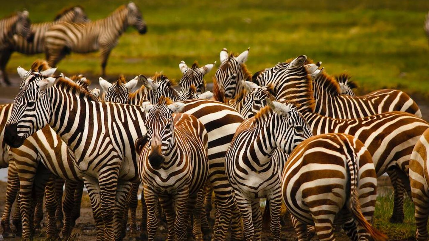 La evocadora palabra safari en swahili significa viaje. (N. Ferreiro)