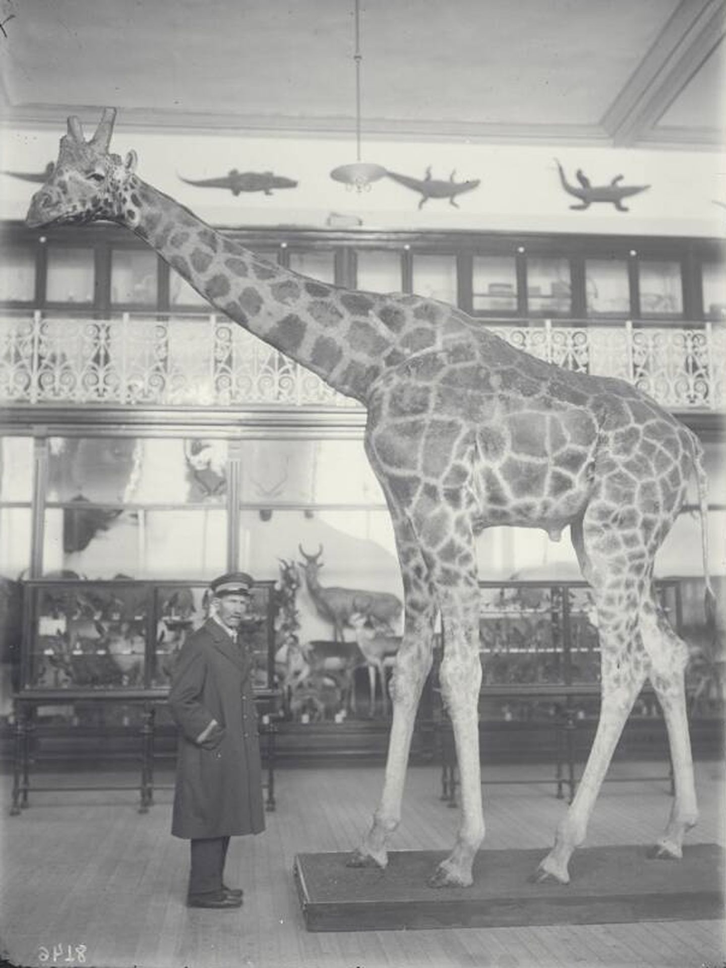 Sala de Exposiciones de Zoología. (Archivo del MNCN)