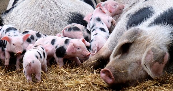 Foto: Foto de archivo de unos cerdos recién nacidos. (EFE)