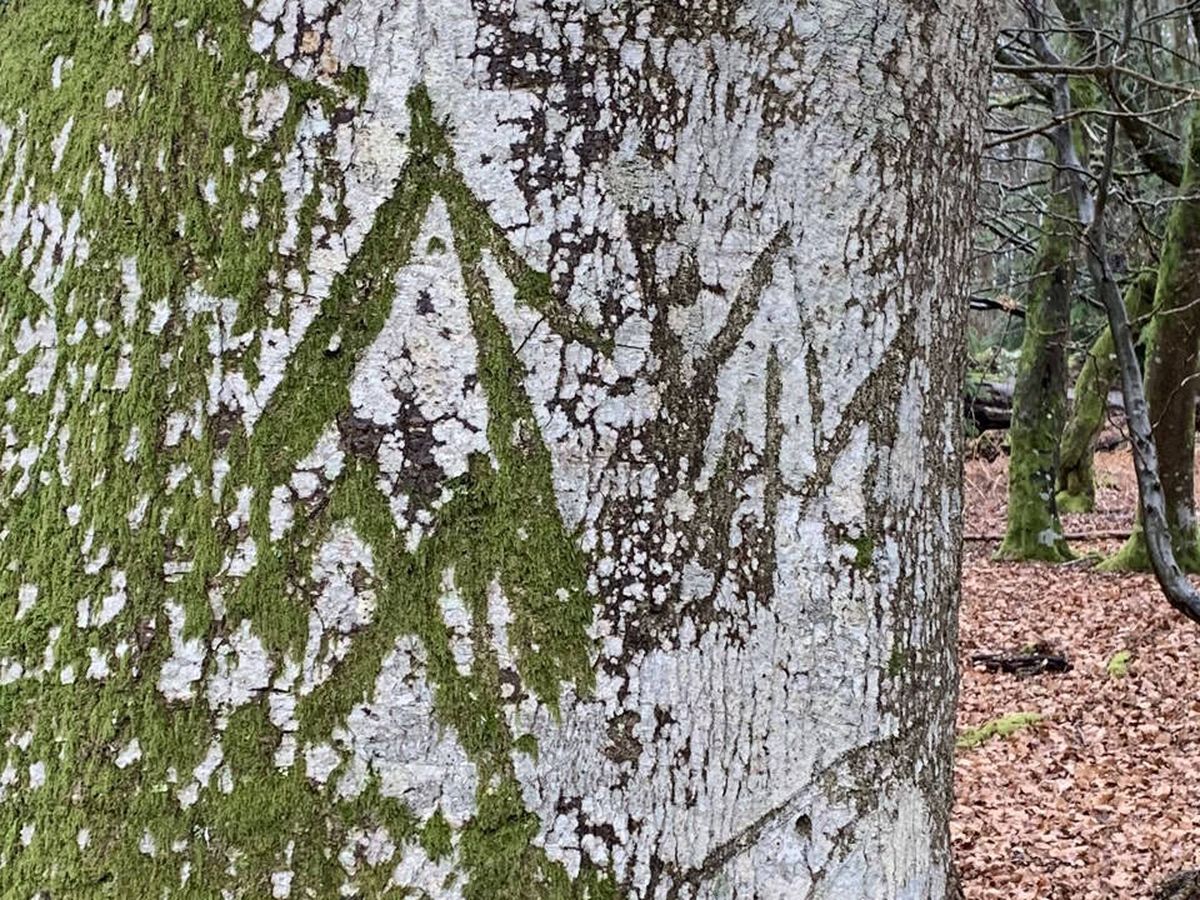 Foto: Una marca real en un árbol del parque natural. Foto: Parque Natural de New Forest