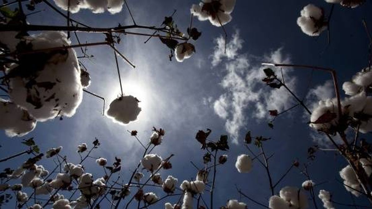 Las tres pruebas del algodón para la rentabilidad